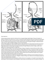 Sistema Respiratorio