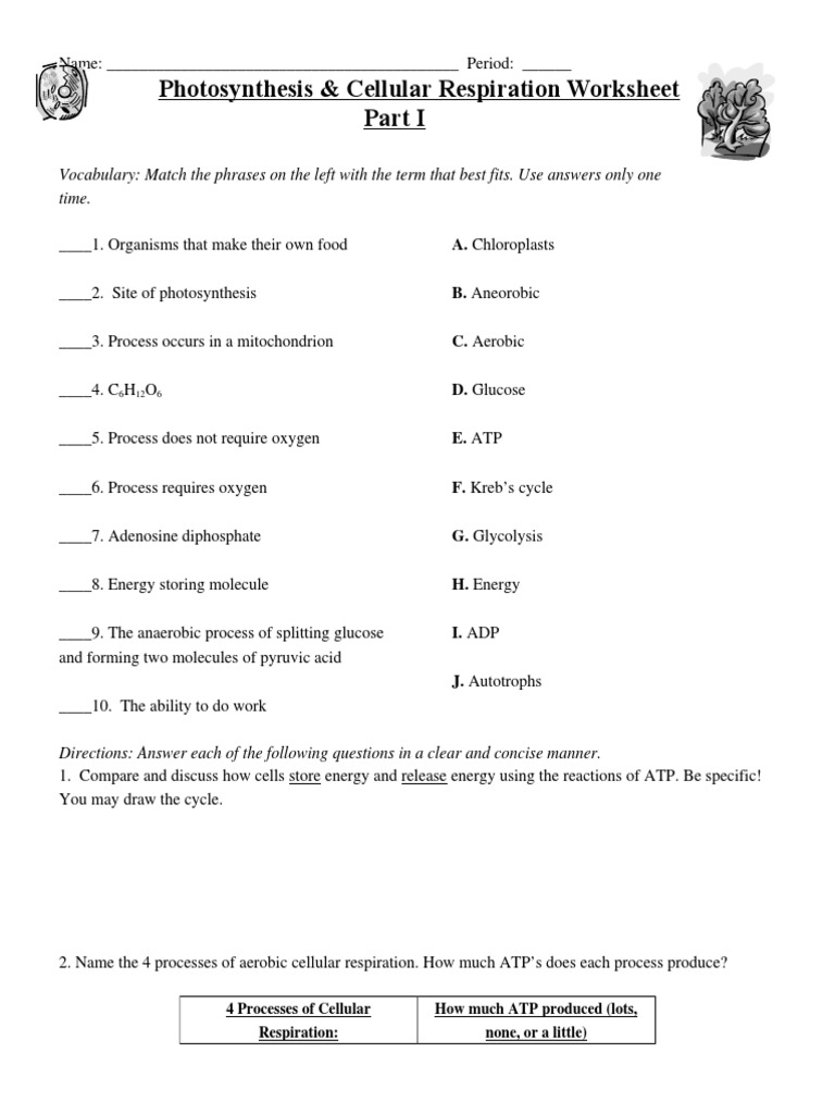 Photosynthesis N Respiration Review Worksheet Cellular Respiration Photosynthesis