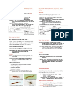 Pipih Dorsoventral