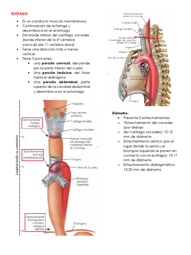 Anatomía del Esófago y sus Porciones | PDF | Nervio vago | Tórax