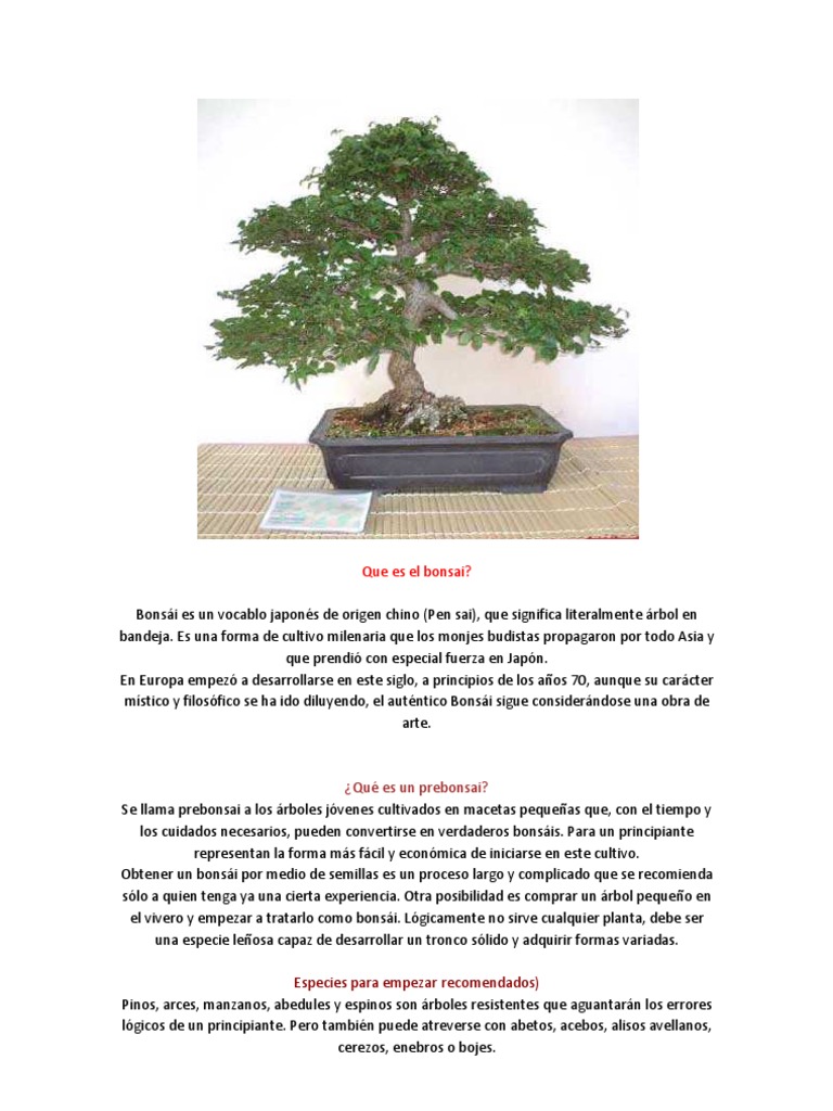 IL GRANDE MANUALE DEL BONSAI PDF visual data 4