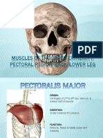 Muscles of the Upper Extremity & Pectoral Region