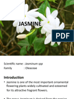 Jasmine Cultivation Guide