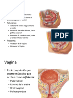 Anatomía de la vagina y el útero