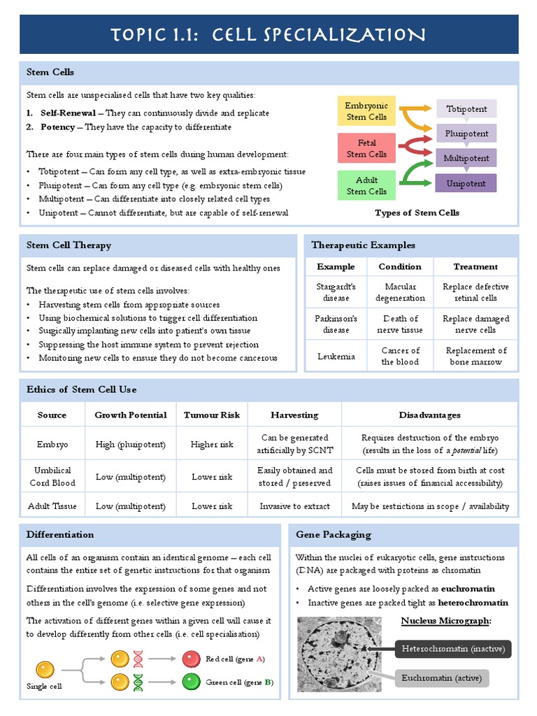 Understanding Stem Cell Types and Uses | PDF | Cell Potency | Stem Cell