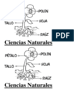 Ciencias Naturales Plantas