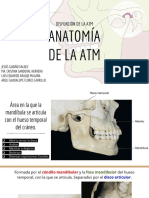anatomía de la atm 