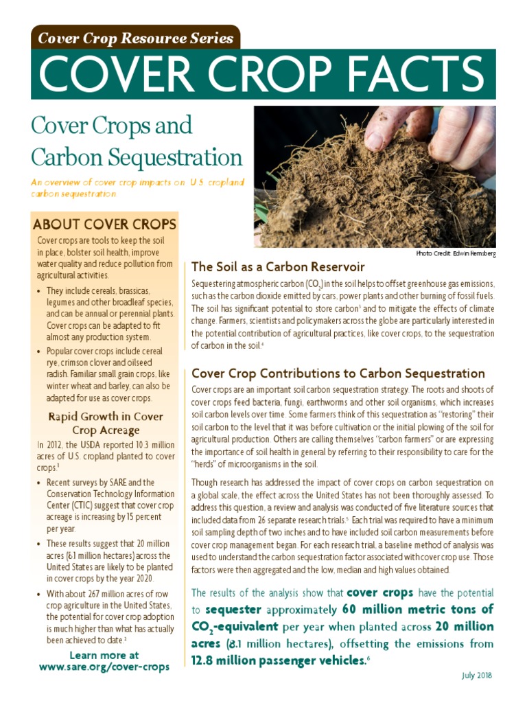 Cover Crops and Carbon Sequestration | PDF | Carbon Sequestration ...