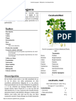 Arachis Hypogaea PDF