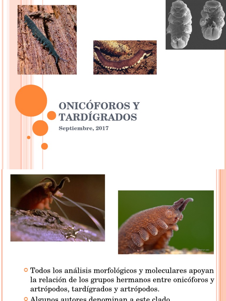 Clase 2, Onicóforos y Tardígrados | PDF | Zoología | Organismos