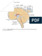 Figure 3-7: PART I Neuroanatomy and Neuroanatomic Localization