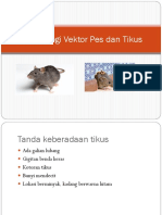 Pengendalian Tikus