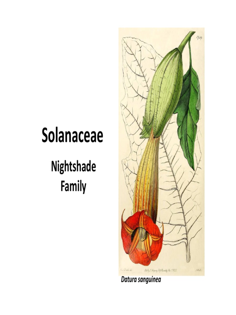 Solanaceae: Nightshade Family | PDF | Leaf | Plant Morphology