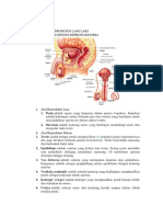 Alat Reproduksi Laki Laki