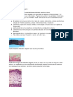 Histologia Del Intestino Delgado