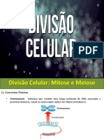 Divisão celular: Mitose e Meiose explicadas