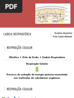 Bioquímica - Aula 10 - Cadeia Respiratória