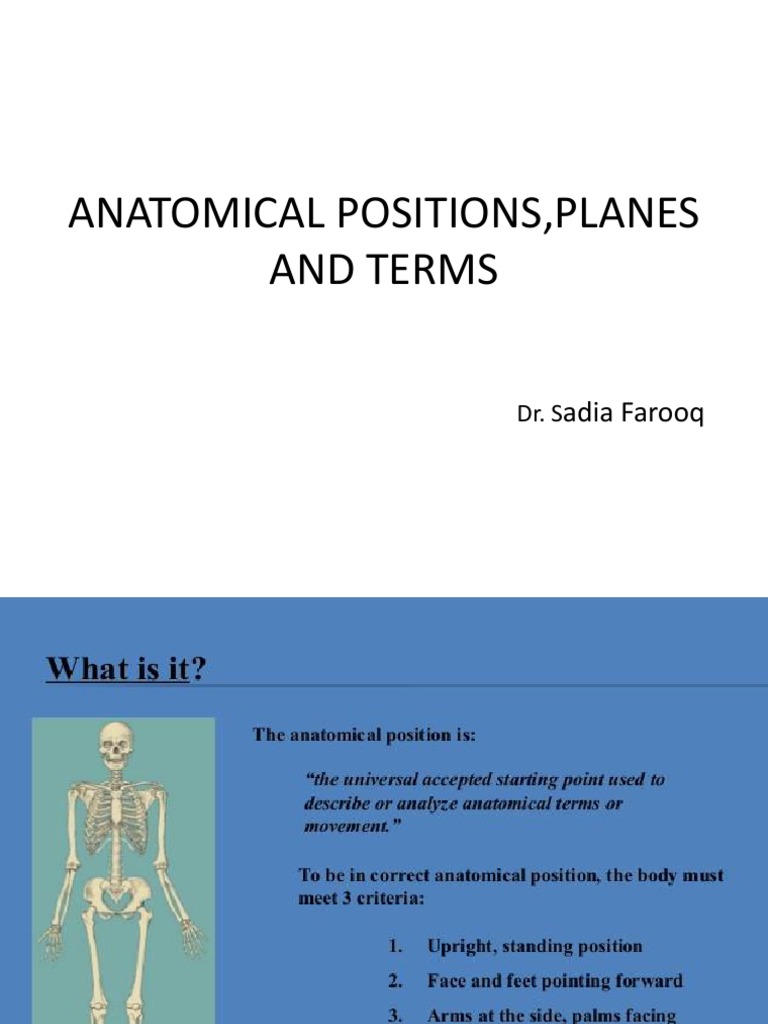 Anatomical Positions and Planes Explained | PDF