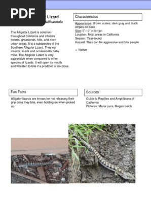 ca alligator lizard 1
