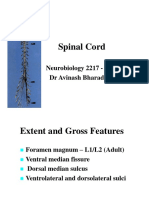 Spinal Cord: Neurobiology 2217 - 2006 DR Avinash Bharadwaj