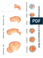 Etapas Del Embarazo