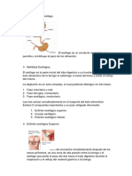 Fisiología Del Esófago