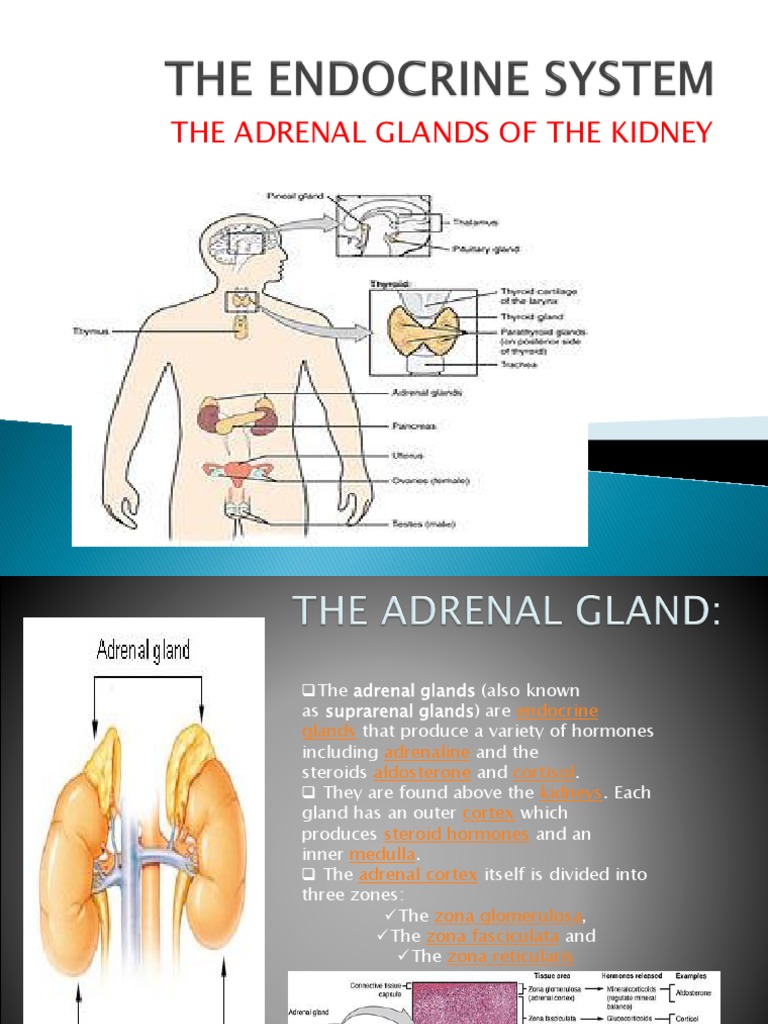 The Endocrine System | PDF | Adrenal Gland | Cortisol