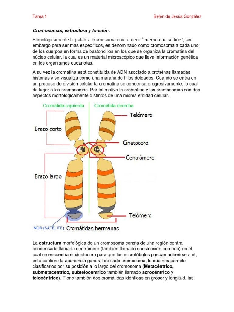 Las 6 partes del cromosoma: características y funciones, image size:768x1024
