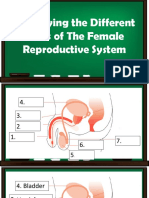 Parts of The Reproductive System