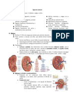 Aparato Urinario PDF