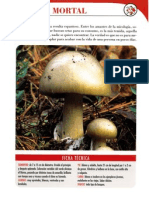 Amanita phalloides