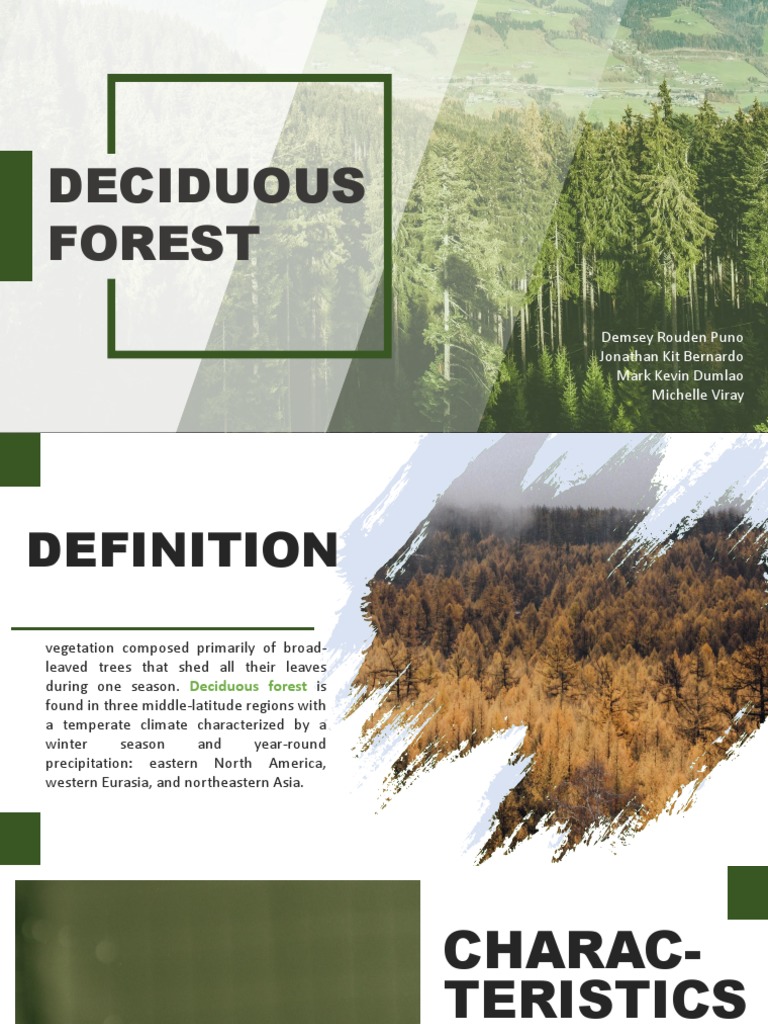 Deciduous Forest | PDF | Trees | Forests