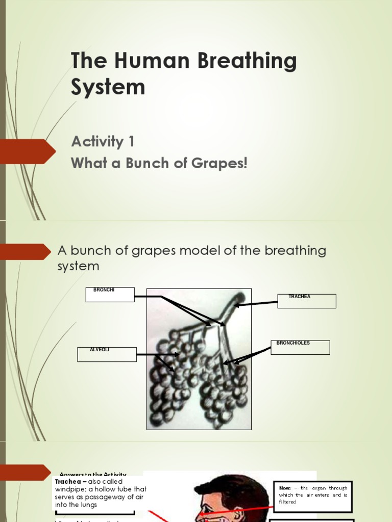 The Human Breathing System Activity 1 What a Bunch of Grapes