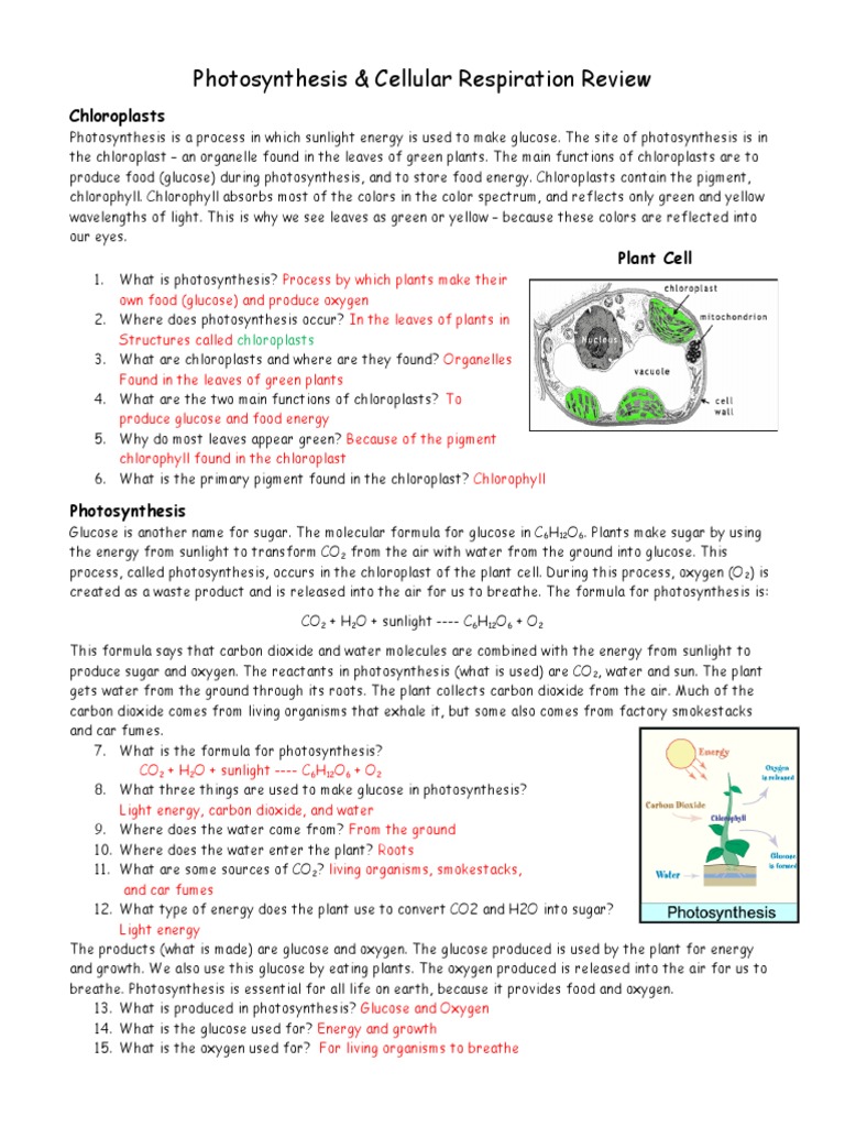 Photosynthesis & Cellular Respiration Review: Chloroplasts | PDF ...