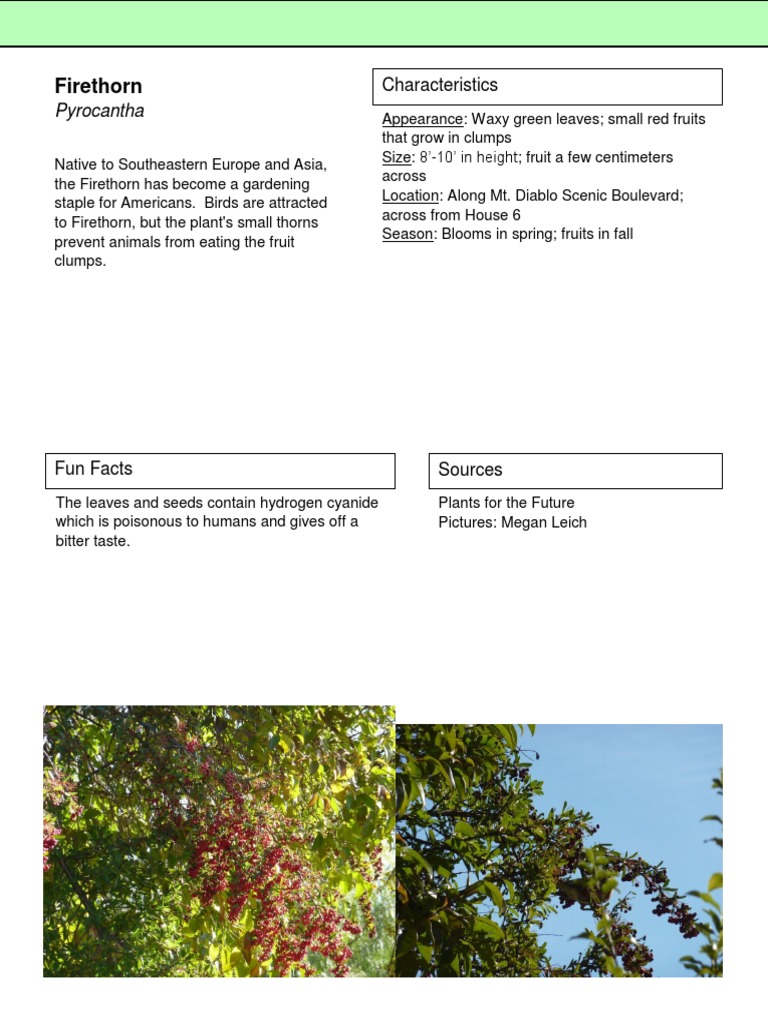 Firethorn Plant Overview and Care Guide | PDF