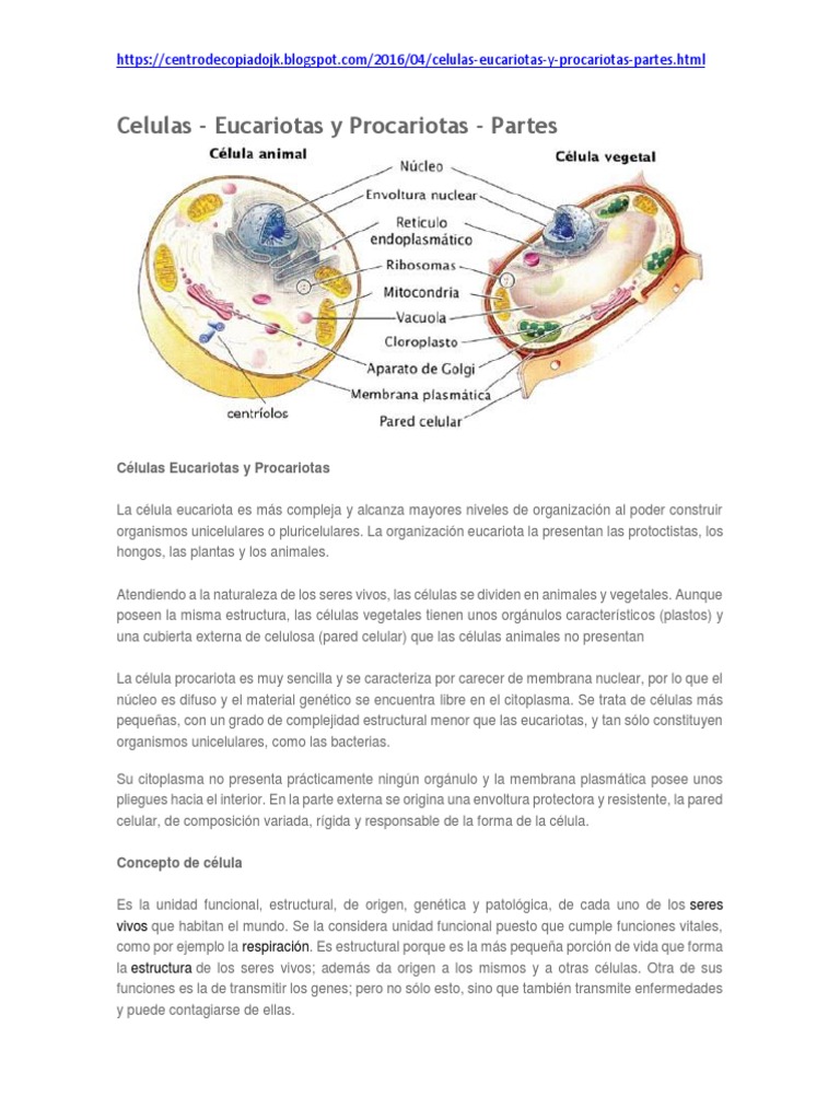 Estructura y Función de Células Eucariotas | PDF | Citoplasma | Nucleo ...