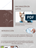 Vacunas Gato