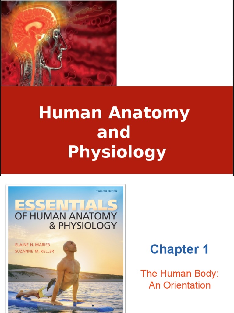 CH - 01 - The Human Body An Orientation | PDF | Anatomical Terms Of ...