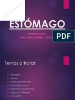 Anatomia Del Estomago