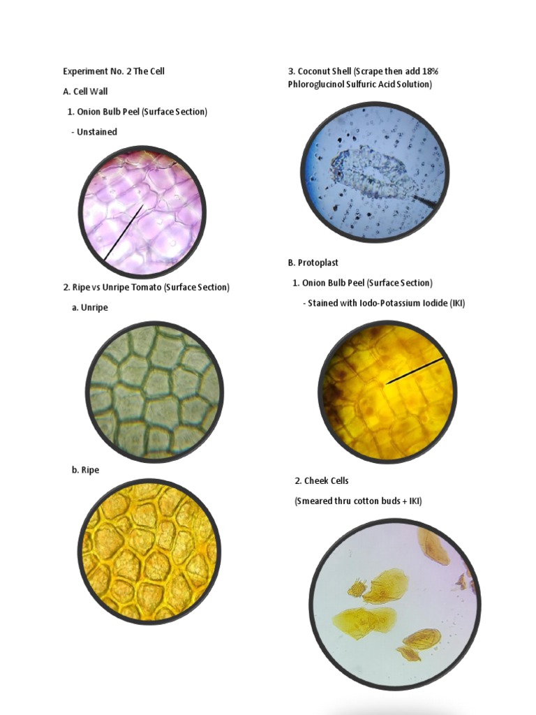 Cell structures and organelles experiment | PDF