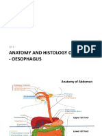 Anatomy and Histology of Mouth - Oesophagus