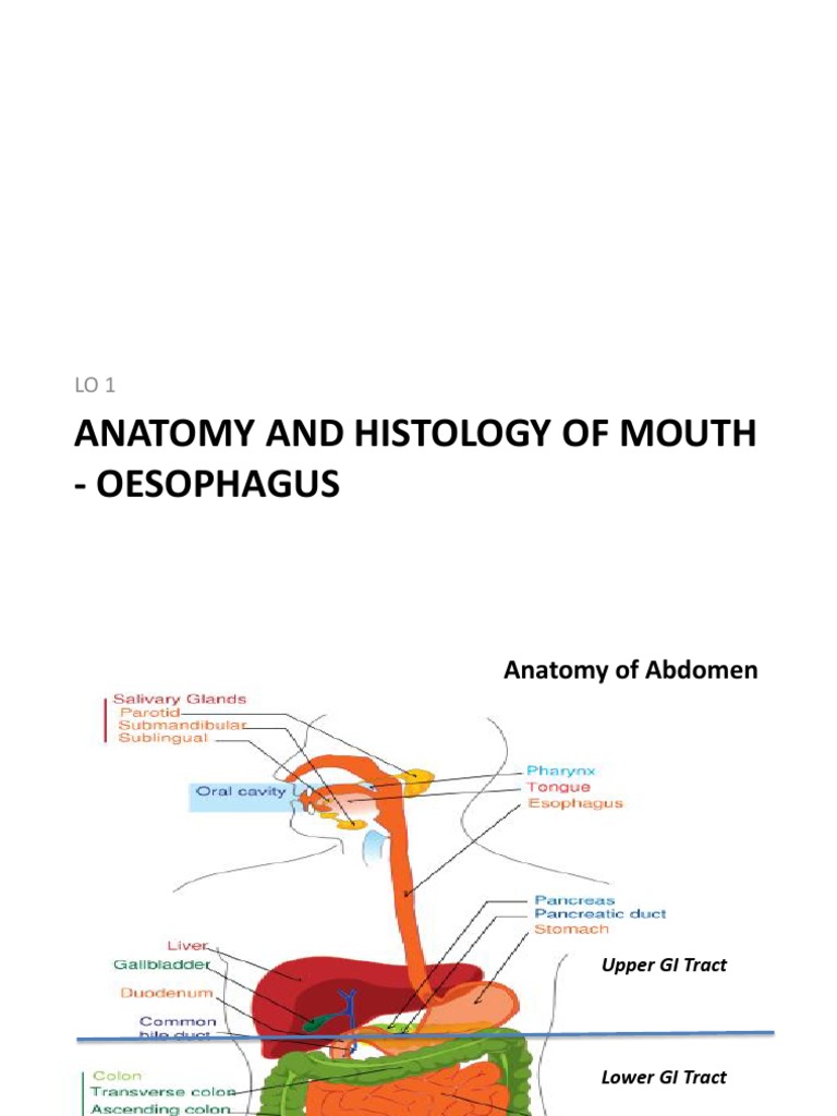 Anatomy and Histology of Mouth - Oesophagus | PDF | Esophagus ...