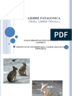 Liebre Patagonica