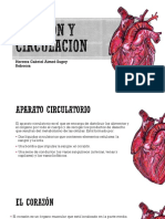 Corazón y Circulación