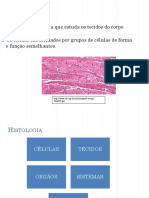 Classificação Dos Tecidos, Relacionando As Suas Funções e Localização Dos Tecidos para A Formação Dos Órgãos