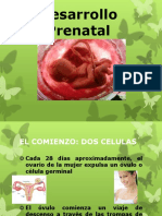 Desarrollo Prenatal