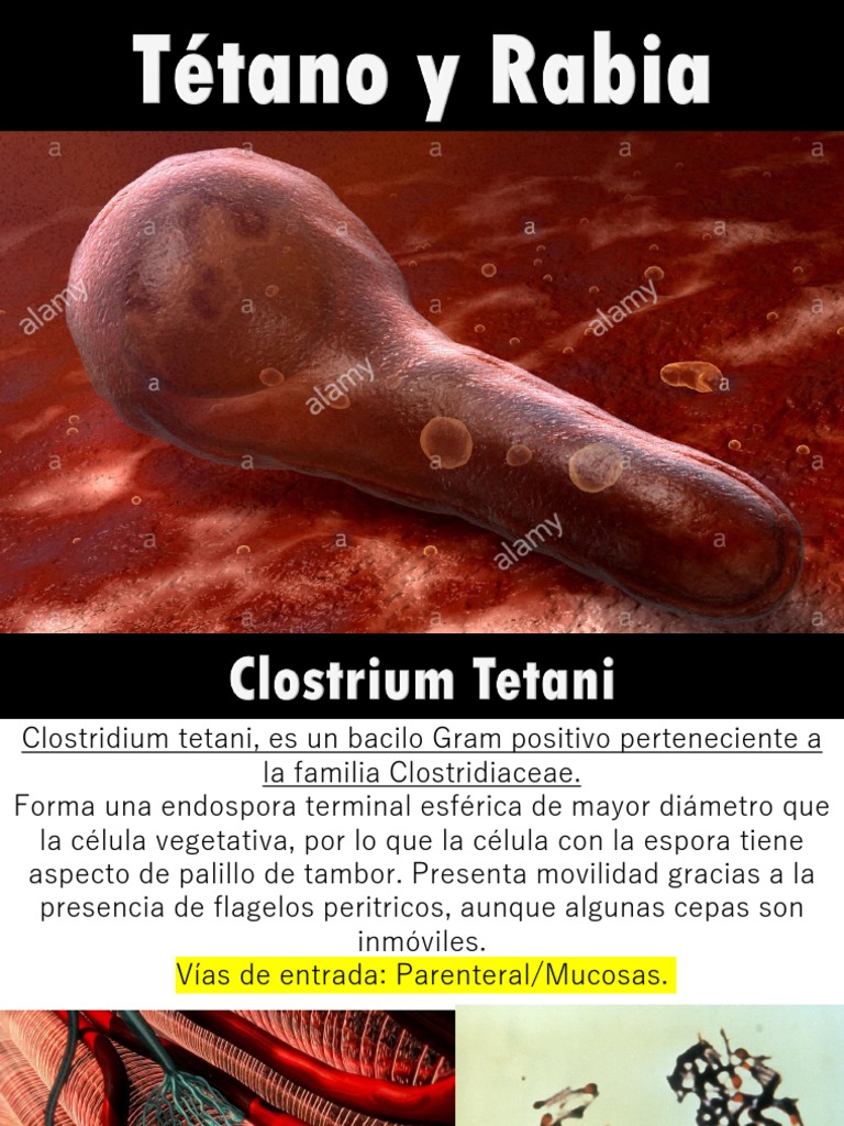 Tetano | PDF | Biología | Especialidades Medicas, image size:768x1024