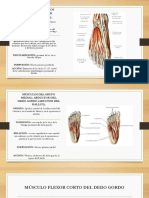 Anatomia