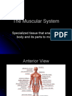 The Muscular System Powerpoint 1227697713114530 8