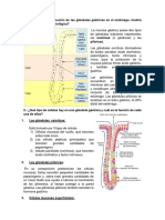 Cuestionario Fisio - Gastro - Usmp